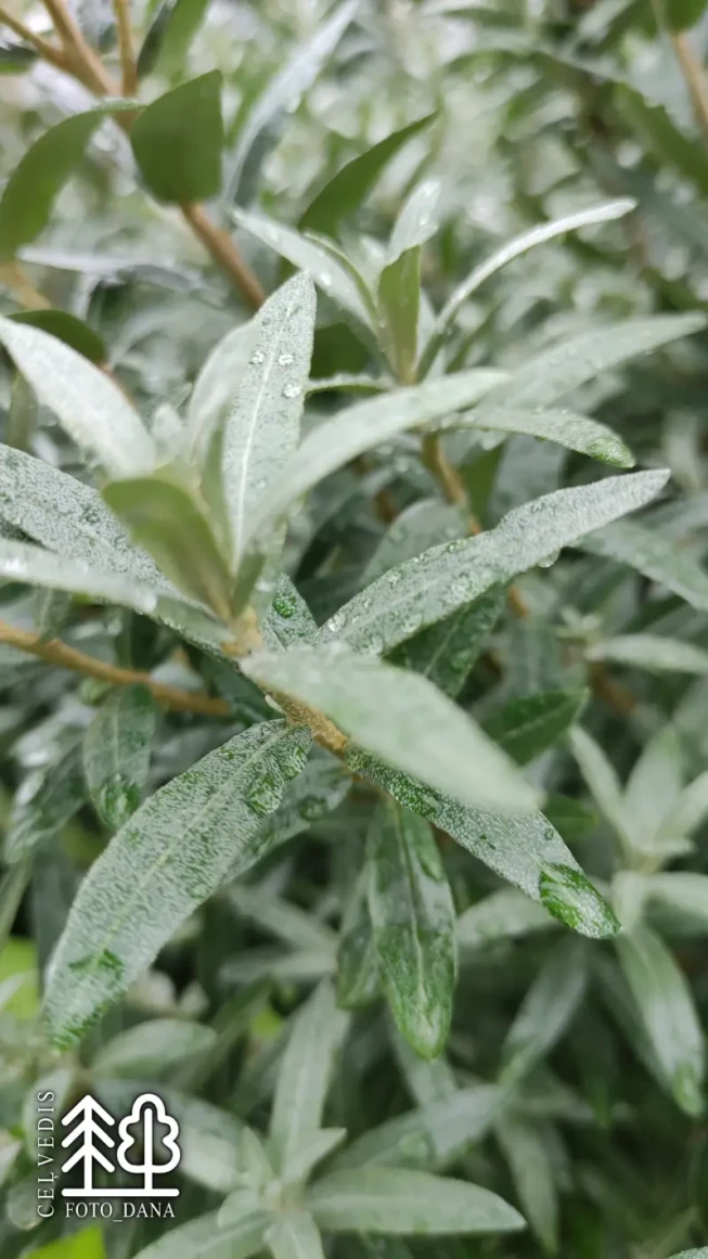 Hippophae rhamnoides   'Hikul'
